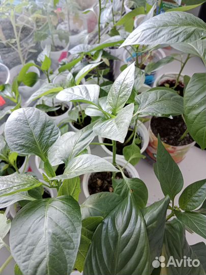 Рассада кабачков,арбузов,томатов,огурцов