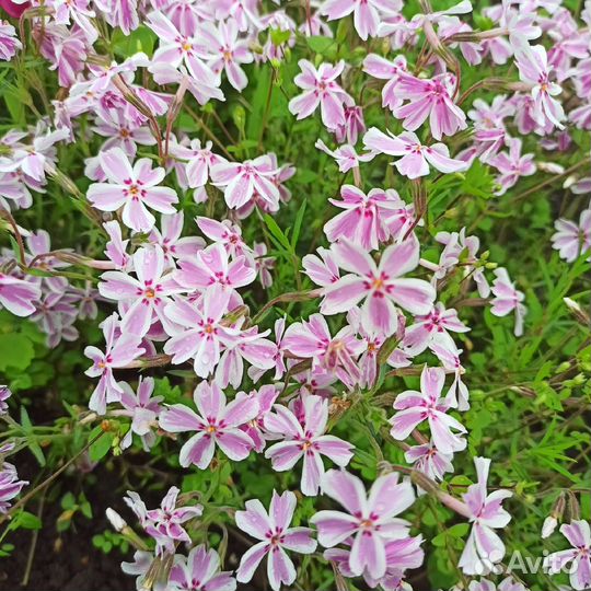 Флокс шиловидный