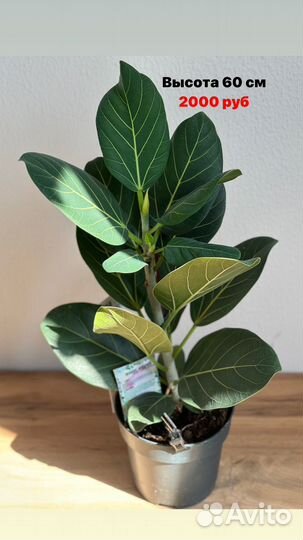 Фикусы разные