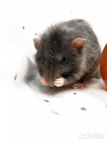 Крысята, крыска, крысёнок, Крыс, Дамбо