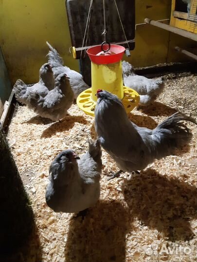 Куры.Инкубационное яйцо, Цыплята