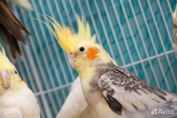 Попугай нимфа корелла малыши