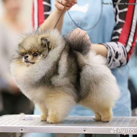 Кобели померанского шпица для вязок