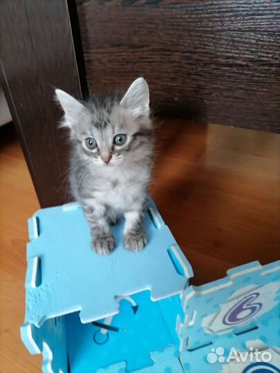 Котята в дар бесплатно