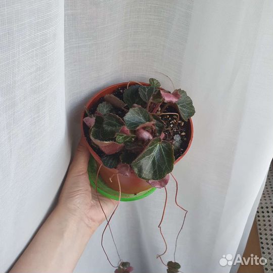 Камнеломка комнатная