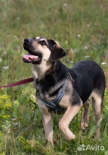 Щенок Луиза в добрые руки