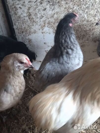 Куры петухи