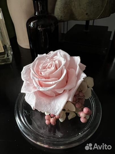 Вечная роза в колбе