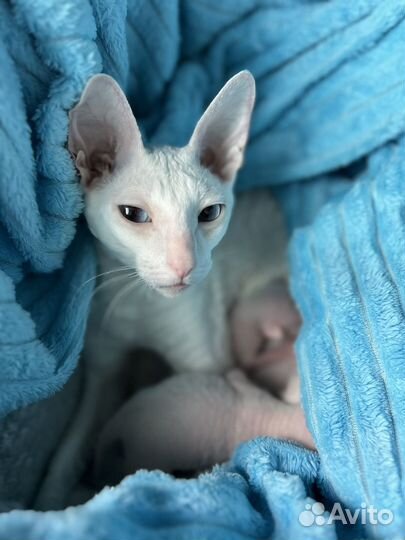Корниш-рекс