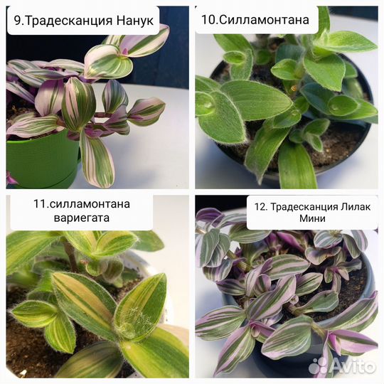 Традесканции, Каллизии