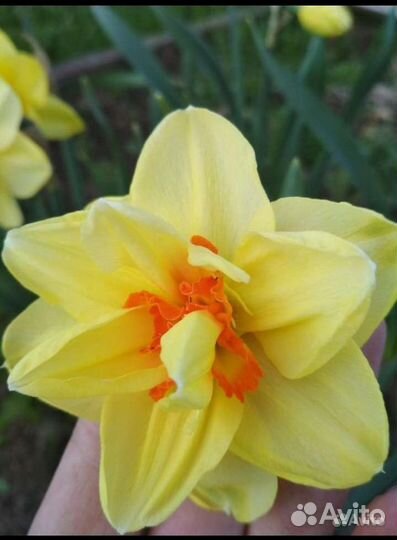 Нарцисс сортовой