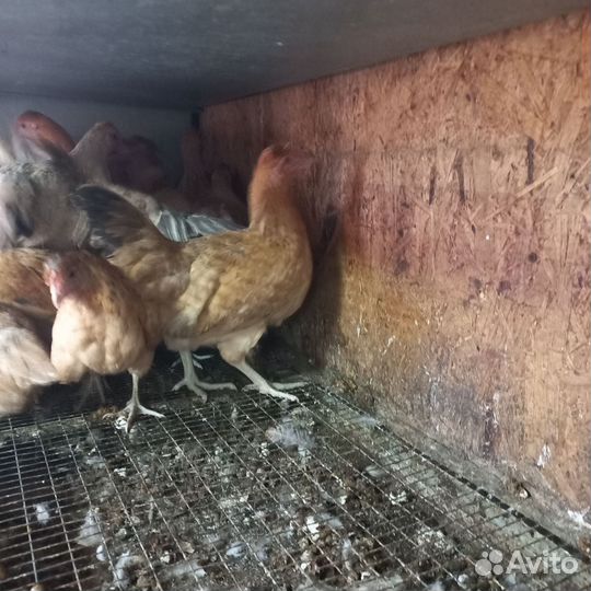 Куры несушки и петушки