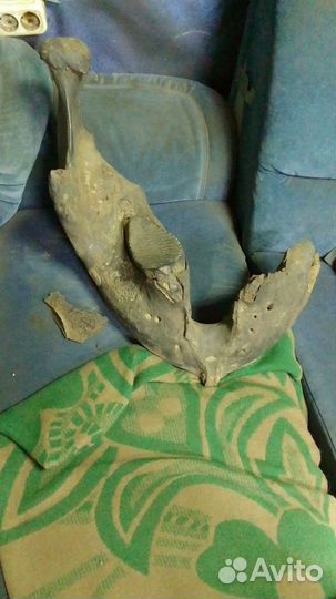 Челюсть мамонта с зубом