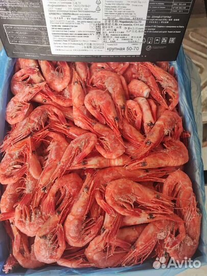 Креветка Магаданская