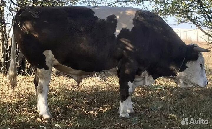 Бык-осеменитель