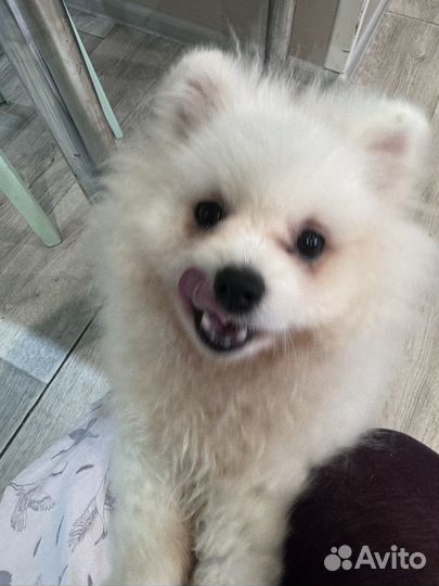 Собака померанский шпиц