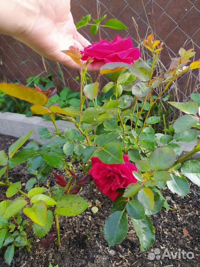 Роза плетистая Sympathie