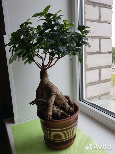 Фикус микрокарпа