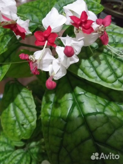 Клеродендрум Томпсона