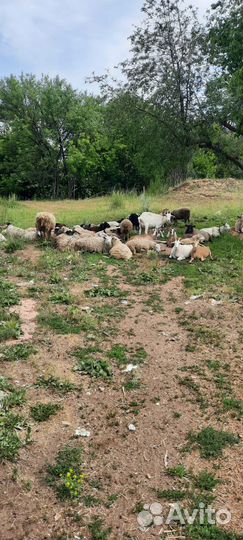 Овцы бараны на мясо