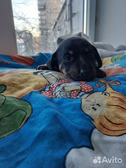 Щенки миниатюрной таксы