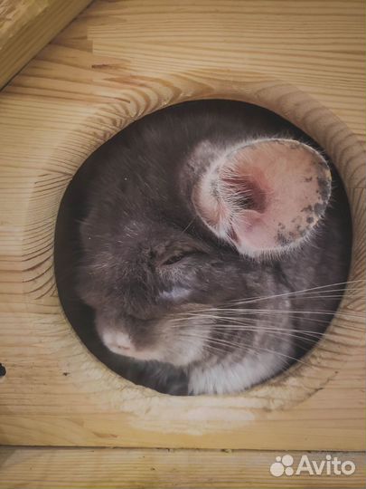 Ратолог с выездом на дом