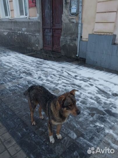 Собака в добрые руки отдам бесплатно