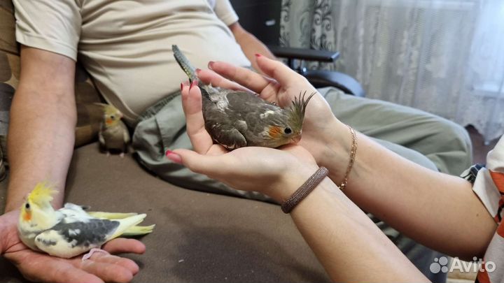 Попугай корелла птенцы