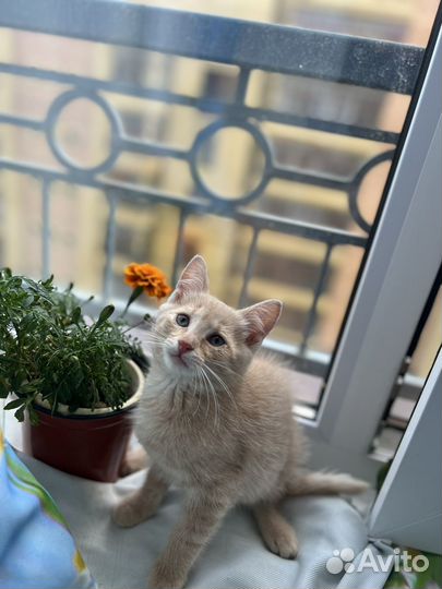 Котенок Персик в добрые руки