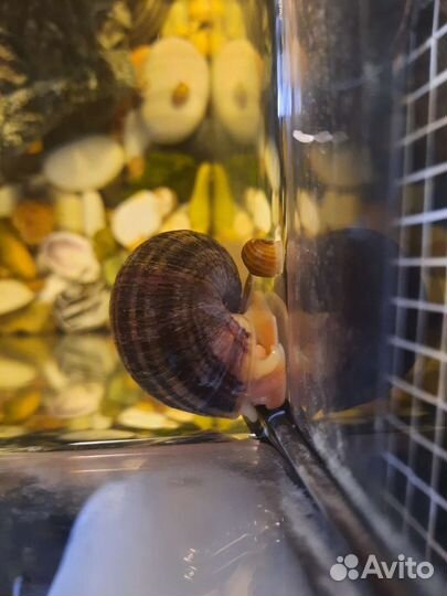 Улитки аквариумные ампулярии