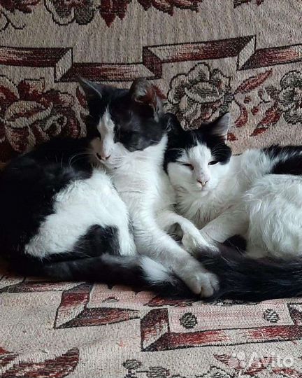 Коты в добрые руки