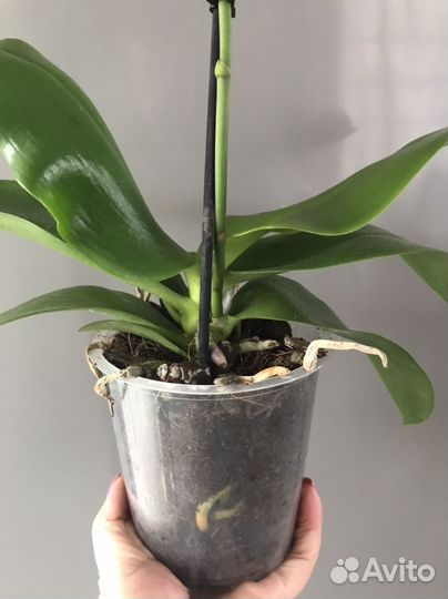 Орхидея фаленопсис ароматные