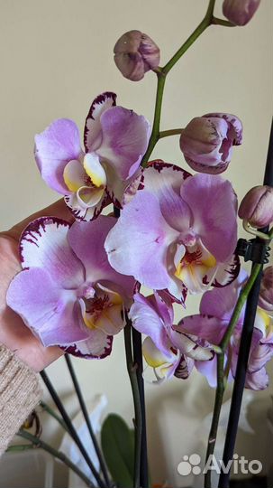 Орхидеи фаленопсис