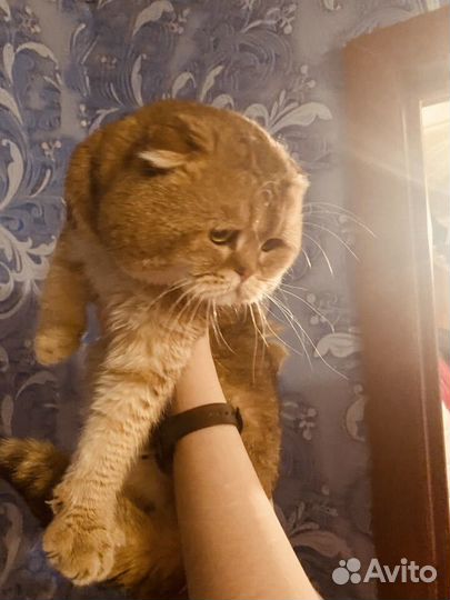 Кот на вязку