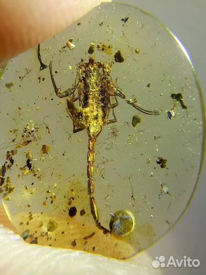 Натуральный янтарь с включением на заказ