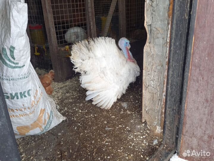 Продам индюшиное инкубационное яйцо