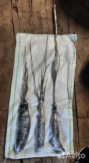 Грецкий орех саженцы