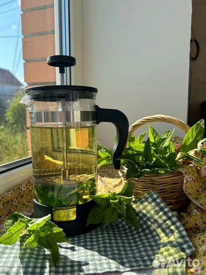 Мята деревенская обычная