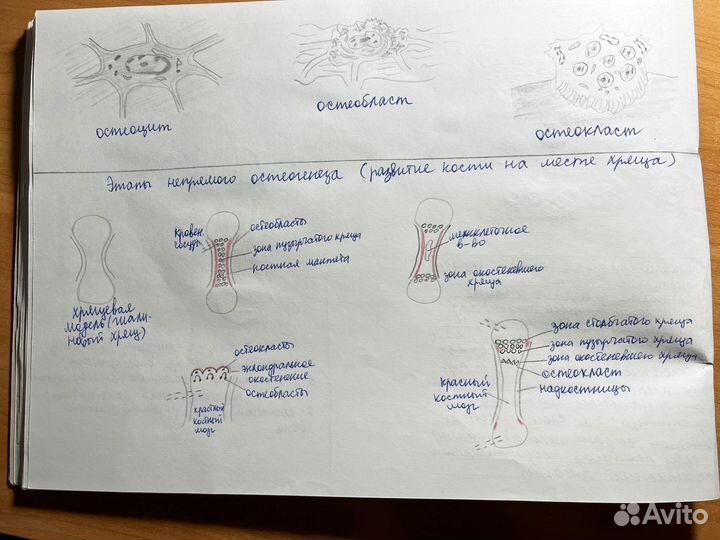 Альбом по гистологии