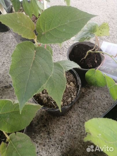 Саженцы киви