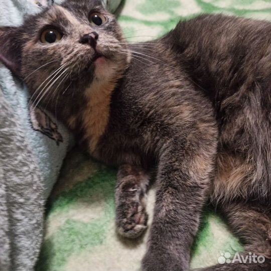 Кошка в дар бесплатно