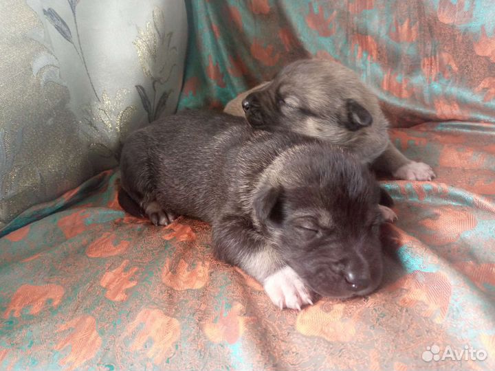 Щенок в добрые руки