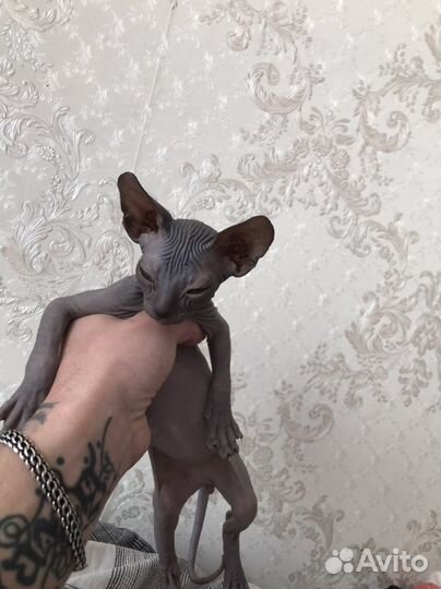 Канадский сфинкс котенок