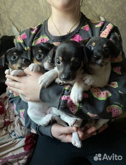 Щенки Джек рассел терьер гладкошерстный