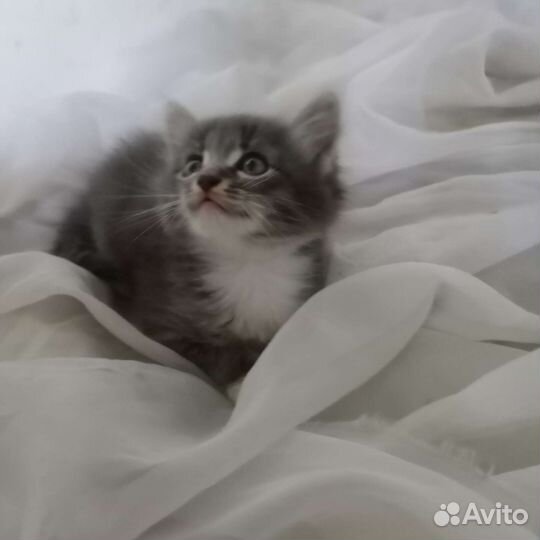Котята (бесплатно)