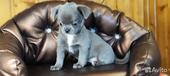 Чихуахуа девочка голубого окраса