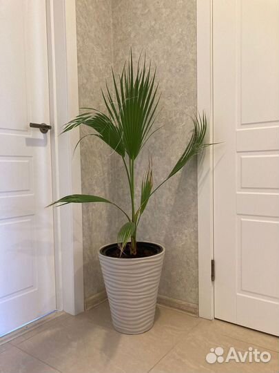 Пальма санта-барбара