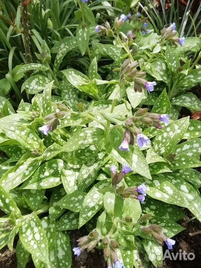 Почвопокровные и луковичные растения