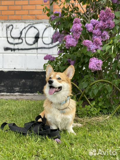 Вельш-корги пемброк вязка