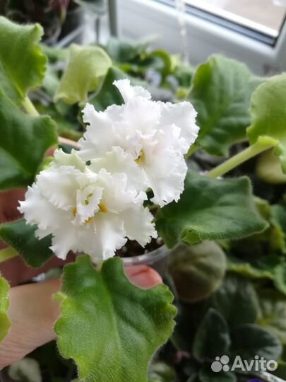 Фиалки цветущие